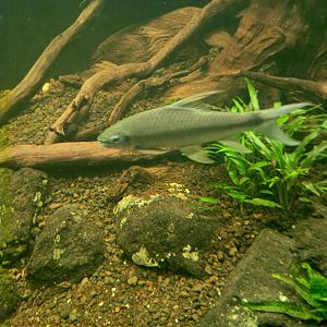 Kulari Sharkminnow (Lobocheilos falcifer)