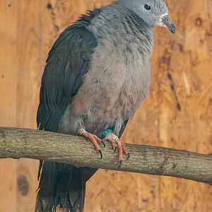 Pacific imperial pigeon (Ducula pacifica)