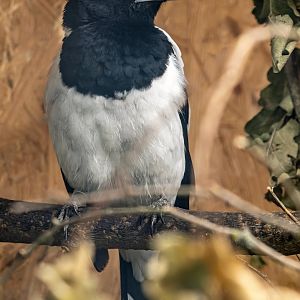 Hooded butcherbird (Cracticus cassicus)