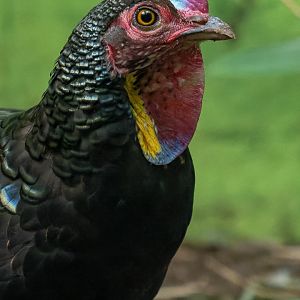 Green junglefowl (Gallus varius)