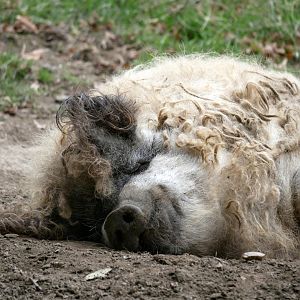Natural Parc - wooly pig (Sus domesticus)