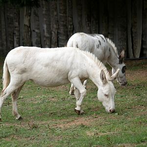 Natural Parc - dwarf donkey (Equus asinus)