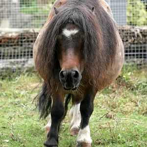Natural Parc - Shetland pony (Equus caballus)