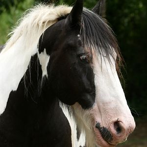 Natural Parc - Gypsy cob (Equus caballus)