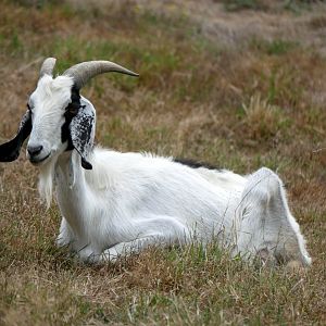 Natural Parc - anglo-nubian goat (Capra hircus)