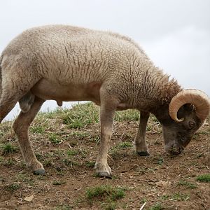 Natural Parc - Ouessant sheep (Ovis aries)