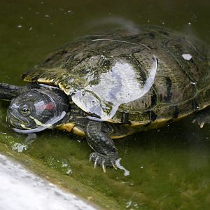 Natural Parc - red-eared terrapin (Trachemys scripta elegans)