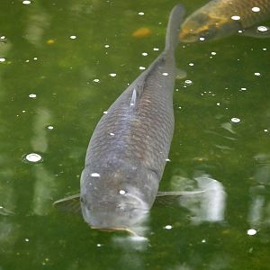 Natural Parc - Amur carp (Cyprinus rubrofuscus)