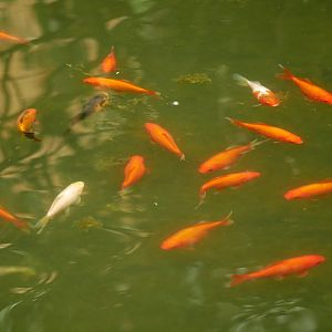 Natural Parc - goldfish (Carassius auratus)