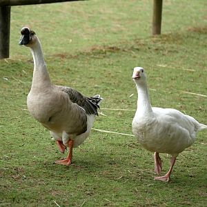 Natural Parc - chinese goose (Anser cygnoides domesticus) and domestic goose (Anser anser domesticus)