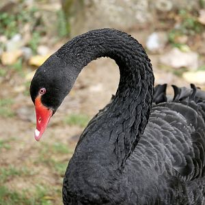 Natural Parc - black swan (Cygnus atratus)