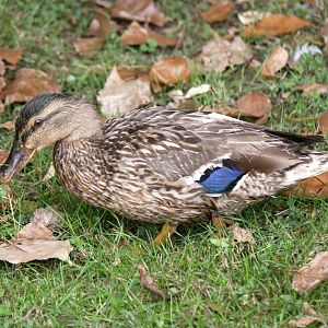 Natural Parc - mallard (Anas platyrhynchos)