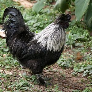 Natural Parc - silkie chicken (Gallus gallus domesticus)