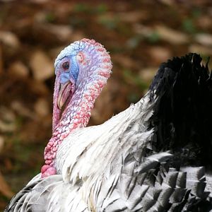 Natural Parc - domestic turkey (Meleagris gallopavo domesticus)