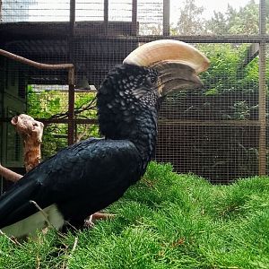 Silvery cheeked Hornbill