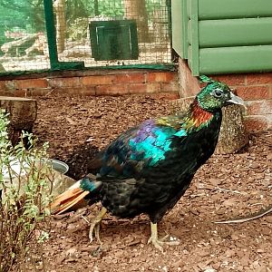 Himalayan monal