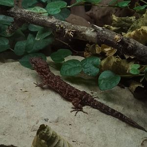 Bynoe's gecko