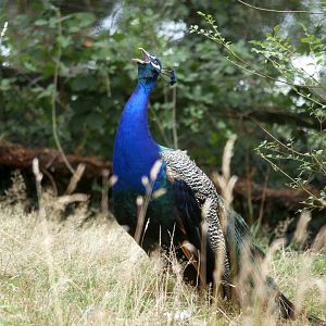 Natural Parc - Indian peafowl (Pavo cristatus)