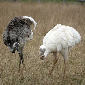 Natural Parc - greater rhea (Rhea americana)