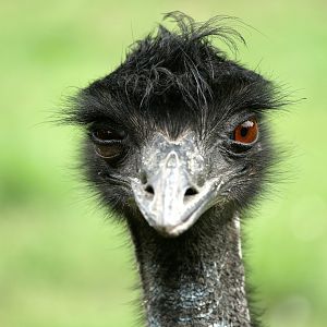 Natural Parc - emu (Dromaius novaehollandiae)