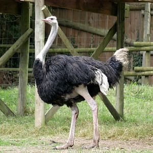 Natural Parc - common ostrich (Struthio camelus)
