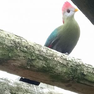Red-crested turaco