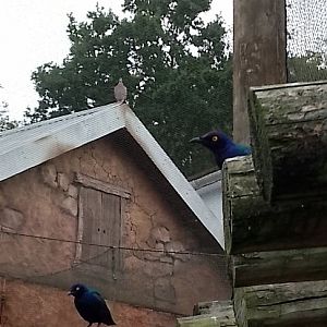 Purple glossy starling