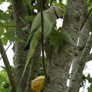 Natural Parc - rose-ringed parakeet (Psittacula krameri)