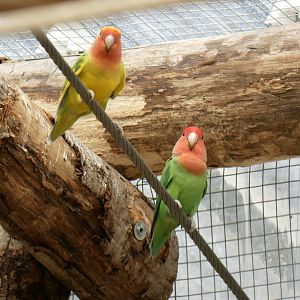 Natural Parc - rosy-faced lovebird (Agapornis roseicollis)