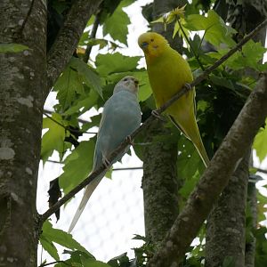 Natural Parc - budgerigar (Melopsittacus undulatus)