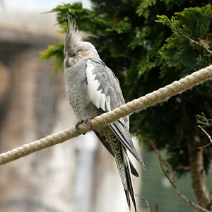 Natural Parc - cockatiel (Nymphicus hollandicus)