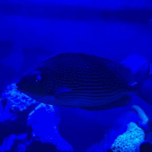 streaked spinefoot (siganus javus) (1)