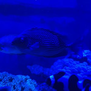 streaked spinefoot (siganus javus) (2)