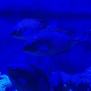 streaked spinefoot (siganus javus) (3)