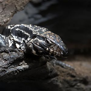 Argentine black and white tegu