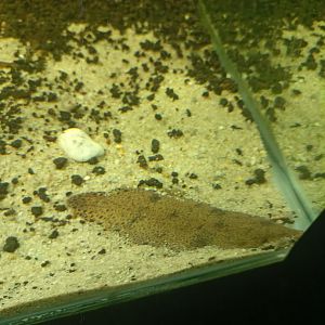 River Tongue Sole (Cynoglossus feldmanni)