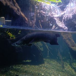 Juvenile Pirarucu (Arapaima gigas)