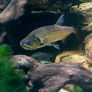 Payara (Hydrolycus armatus)