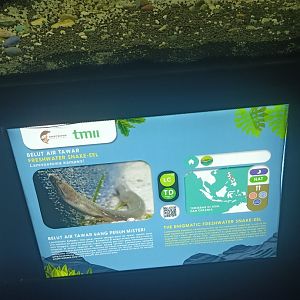 Freshwater Snake Eel (Lamnostoma kampeni) signage