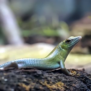 Emerald tree skink