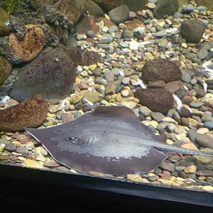 Marbled Whipray (Fluvitrygon oxyrhynchus)
