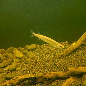 Giant Swordminnow (Macrochirichthys macrochirus)