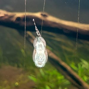 Borneo Sucker (Gastromyzon punctulatus)