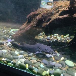 Yellow River Catfish (Hemibagrus nemurus)