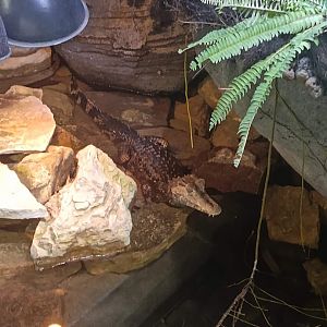 Smooth-fronted Caiman (Paleosuchus trigonatus)