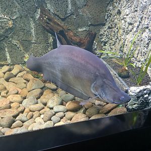 Giant Featherback (Chitala lopis)