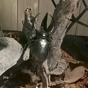 Caucasus Beetle (Chalcosoma chiron)