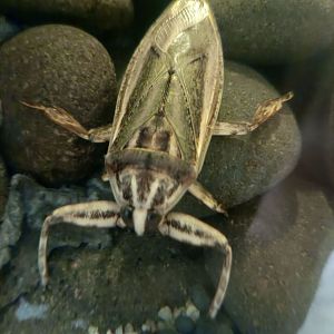 Giant Water Bug (Lethocerus indicus)