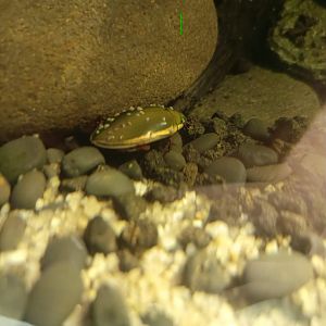 Diving Beetle (Cybister sp.)