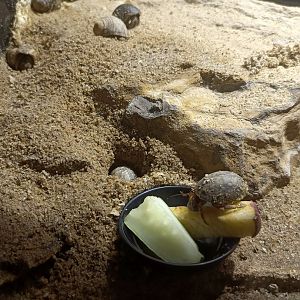 Tawny Hermit Crab (Coenobita rugosus)